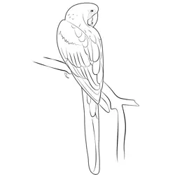 Amazing Love Bird Free Coloring Page for Kids