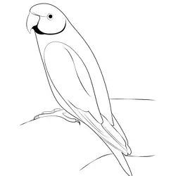 Beautiful Parrot Bird Free Coloring Page for Kids