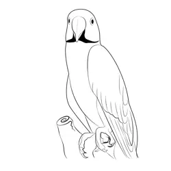 Close Up Parrot Free Coloring Page for Kids