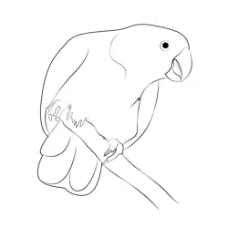 Indian Parrot Free Coloring Page for Kids