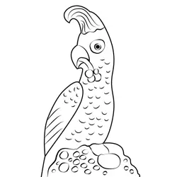 Parrot Eating Friuts Free Coloring Page for Kids