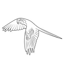 Parrot In Flight Free Coloring Page for Kids