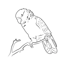 Parrot Sitting On A Branch Free Coloring Page for Kids