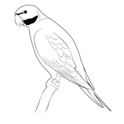 Parrot Free Coloring Page for Kids