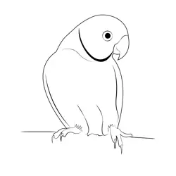 Talking Parrot Free Coloring Page for Kids