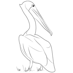 Brown Pelican Preening 1 Free Coloring Page for Kids