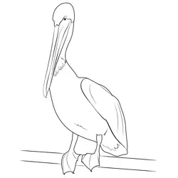 Pelican Webbed Feet