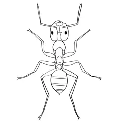 Ant 2 Free Coloring Page for Kids