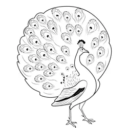 Beautiful Peacock Free Coloring Page for Kids