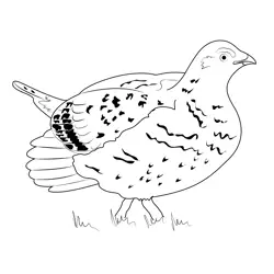 Big Grouse Free Coloring Page for Kids