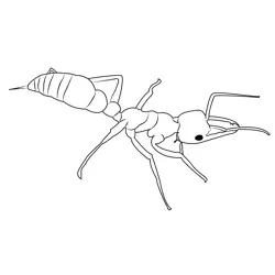 Black Ant Free Coloring Page for Kids