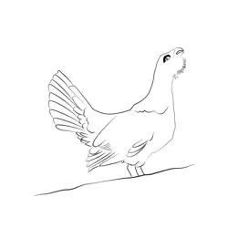 Capercaillie 9 Free Coloring Page for Kids