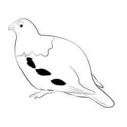 Fat Willow Ptarmigan Bird