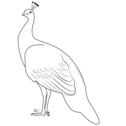 Peacock Female