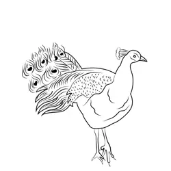 Peacock Free Coloring Page for Kids