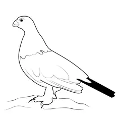White & Brown Willow Ptarmigan Free Coloring Page for Kids
