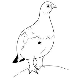 Willow Ptarmigan Bird Free Coloring Page for Kids