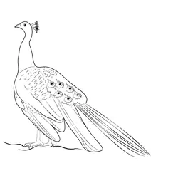 Young Male Peacock Free Coloring Page for Kids