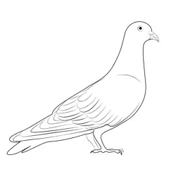 Blue Rock Pigeon Free Coloring Page for Kids