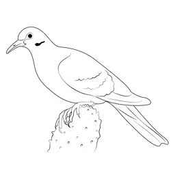 Brown Cuckoo Dove