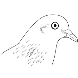 Close Up Pigeon Free Coloring Page for Kids