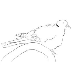 Collared Dove 4 Free Coloring Page for Kids