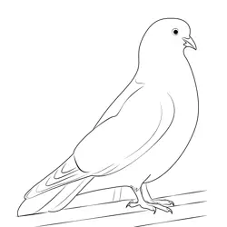 Cute White Dove Free Coloring Page for Kids