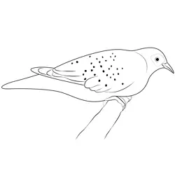 Diamond Dove Free Coloring Page for Kids