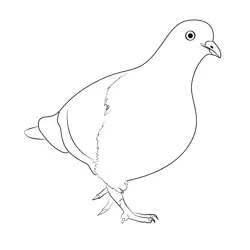 Grey City Dove Free Coloring Page for Kids