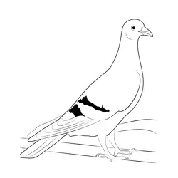 Pigeon On Bonnet Free Coloring Page for Kids