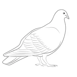 Red Coloration Pigeon