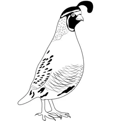 Big California Quail Male Free Coloring Page for Kids