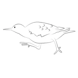 Common Sandpiper 8 Free Coloring Page for Kids