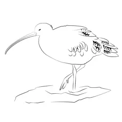 Curlew 2 Free Coloring Page for Kids