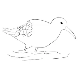 Curlew Sandpiper 1 Free Coloring Page for Kids