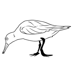 Dunlin 2 Free Coloring Page for Kids