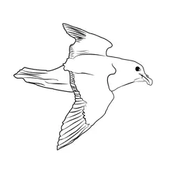 Fulmar 2 Free Coloring Page for Kids