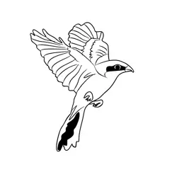 Great Grey Shrike 1 Free Coloring Page for Kids