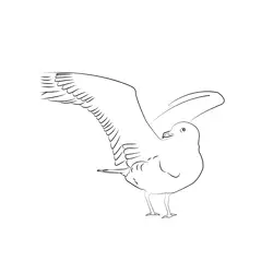Arctic Skua 11 Free Coloring Page for Kids