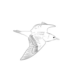 Arctic Skua 2 Free Coloring Page for Kids
