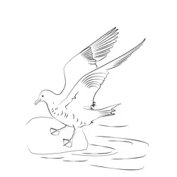 Arctic Skua 8 Free Coloring Page for Kids