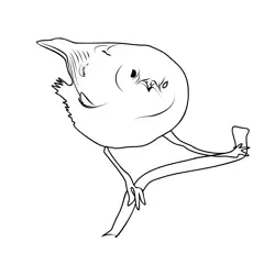 Goldcrest 3 Free Coloring Page for Kids
