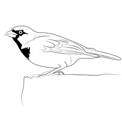 A Very Special Sparrow Free Coloring Page for Kids