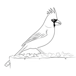 Cardinal 1 Free Coloring Page for Kids