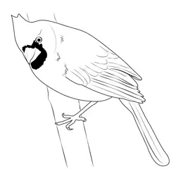 Cardinal 7 Free Coloring Page for Kids