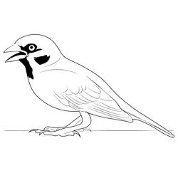 Eurasian Sparrow Free Coloring Page for Kids