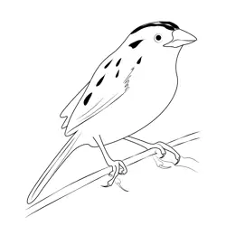 Nice Sparrow Free Coloring Page for Kids