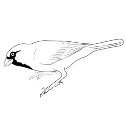 Sparrow 2 Free Coloring Page for Kids