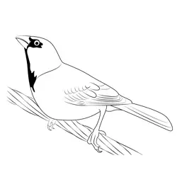 Sparrow 3 Free Coloring Page for Kids