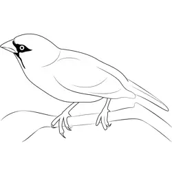 Study On Song Sparrows Free Coloring Page for Kids